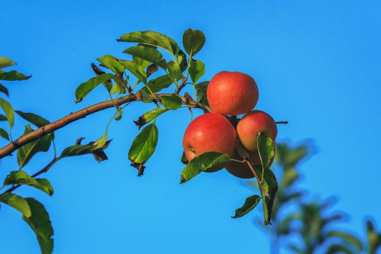 Agencija za plaćanja u poljoprivredi, ribarstvu i ruralnom razvoju